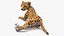 3D Cheetah Cub Lying Pose model