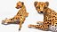 3D Cheetah Cub Lying Pose model