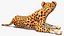 3D Cheetah Cub Lying Pose model
