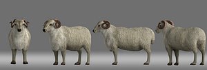 sheep 3D
