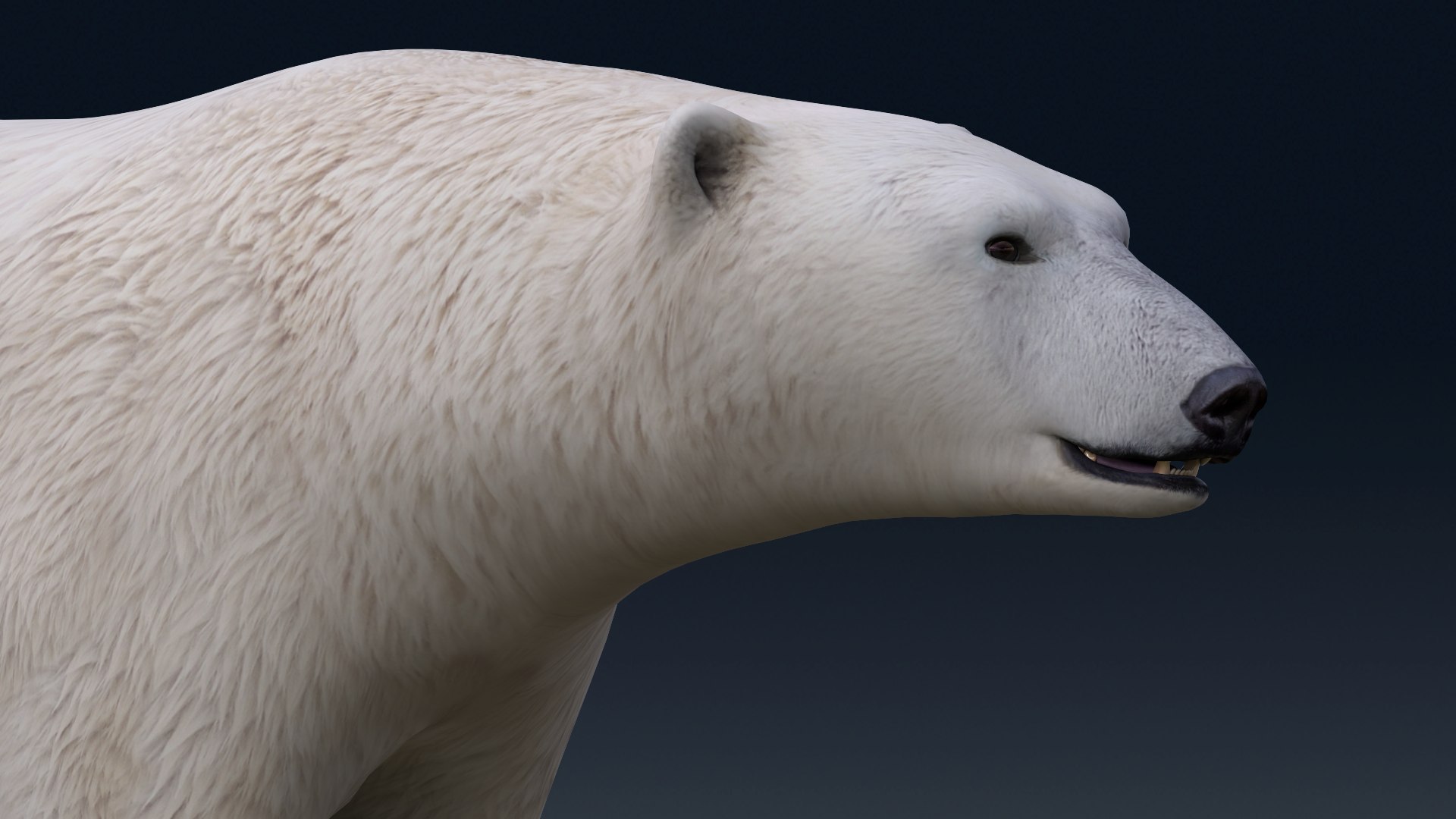 3D Polar Bear NO FUR model https://p.turbosquid.com/ts-thumb/dF/DlsOWv/Ci/m01_2/png/1654843594/1920x1080/fit_q87/6d3297e26e8fca3a34c27c63c075e7b01ee85db4/m01_2.jpg