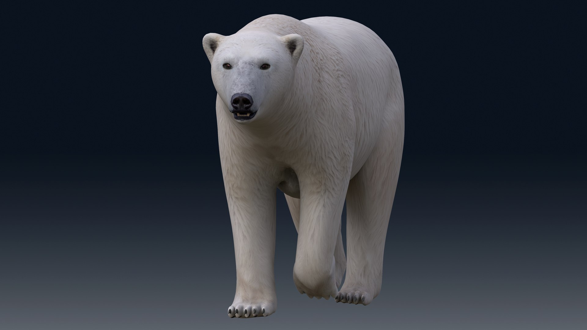 3D Polar Bear NO FUR model https://p.turbosquid.com/ts-thumb/dF/DlsOWv/MC/m03/png/1654843340/1920x1080/fit_q87/2fdfb2f34a87a0596c4e28e8d03519edeb416b1b/m03.jpg