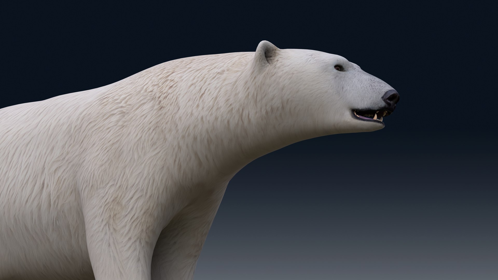 3D Polar Bear NO FUR model https://p.turbosquid.com/ts-thumb/dF/DlsOWv/Qf/m08/png/1654843334/1920x1080/fit_q87/d1804fcb242e40a6b087004c1f0e96d689f2e311/m08.jpg