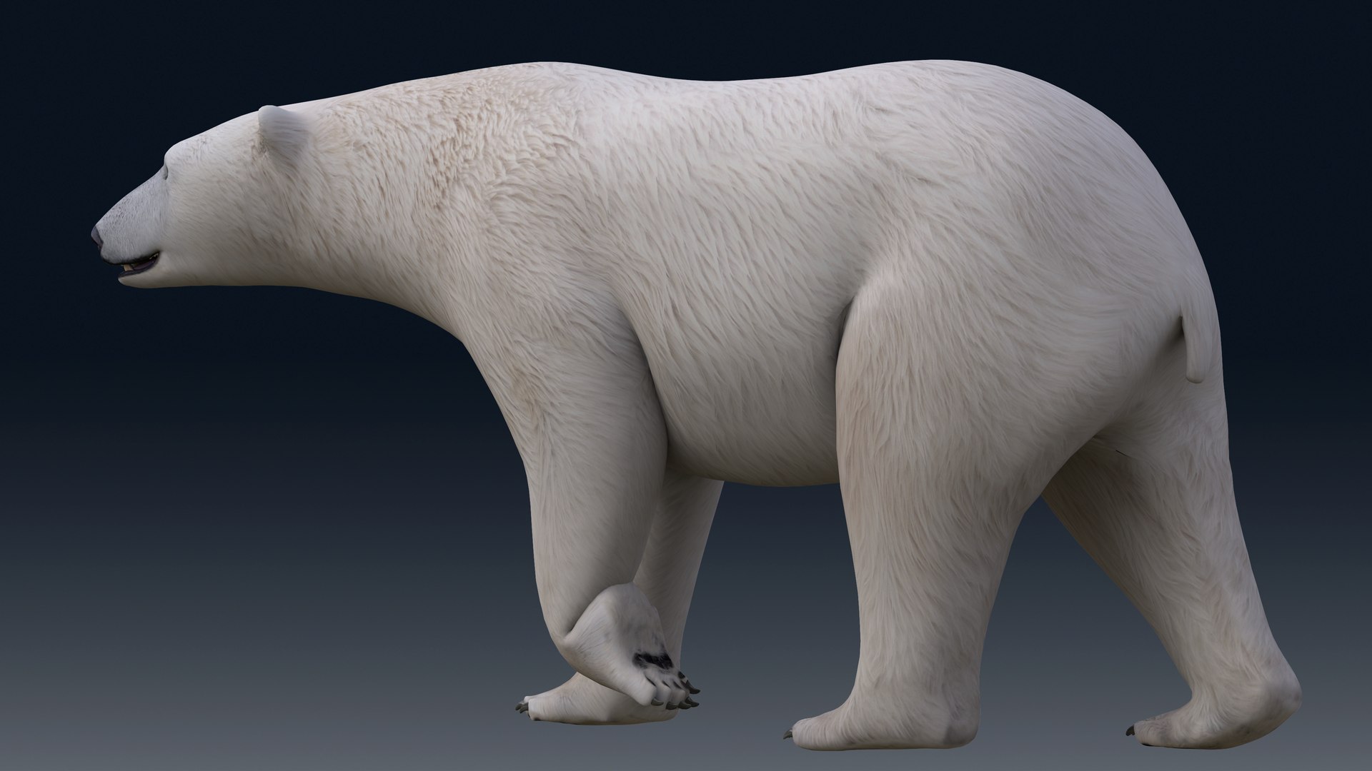 3D Polar Bear NO FUR model https://p.turbosquid.com/ts-thumb/dF/DlsOWv/Yg/m05/png/1654843341/1920x1080/fit_q87/0eb7501c45de48ac65aab6e9db7886a65955fff9/m05.jpg