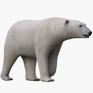 3D Polar Bear NO FUR model