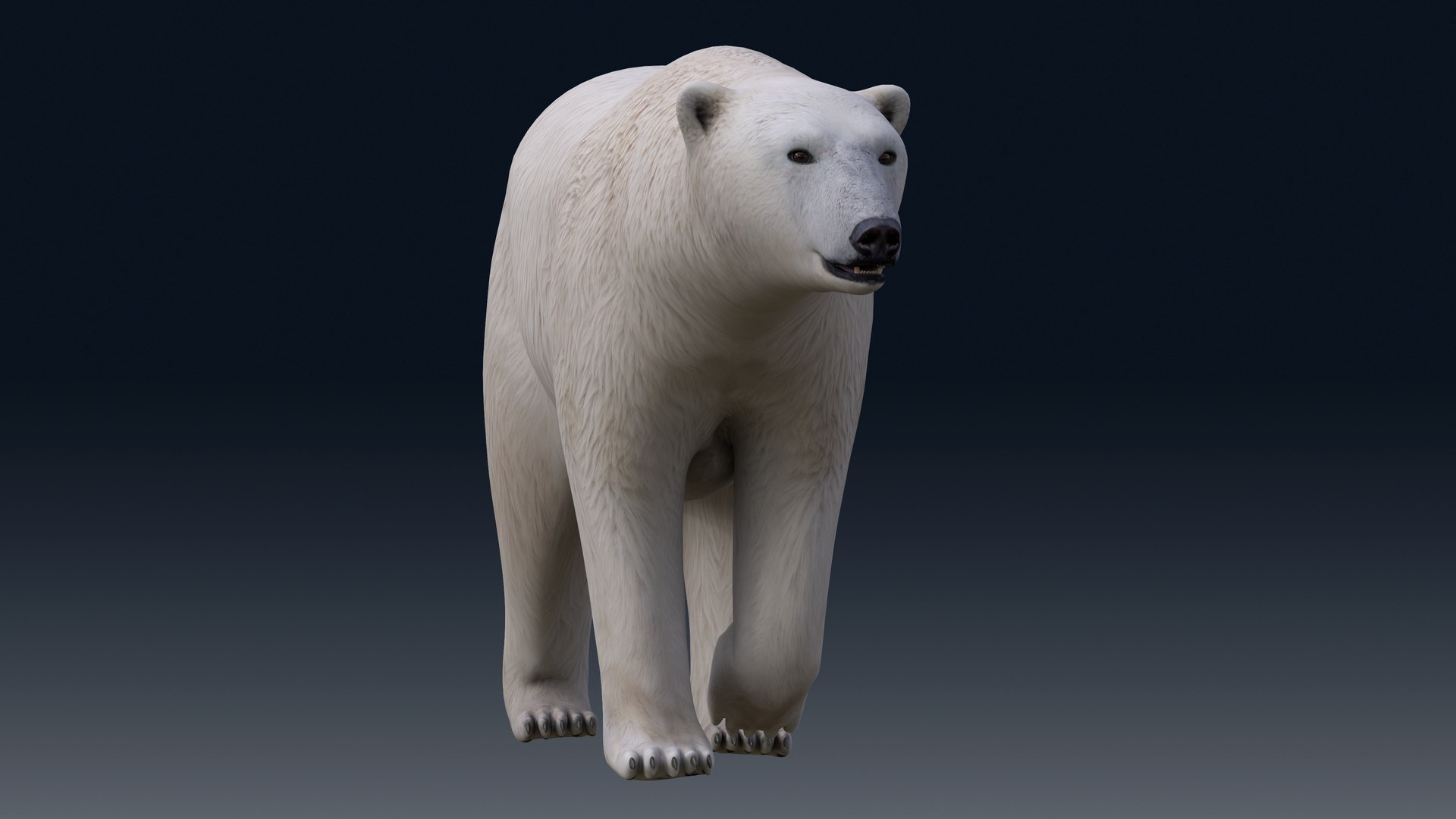 3D Polar Bear NO FUR model https://p.turbosquid.com/ts-thumb/dF/DlsOWv/tM/m02/png/1654843338/1920x1080/fit_q87/141b55496ba8f4a06253479c1e35f7561a186c51/m02.jpg
