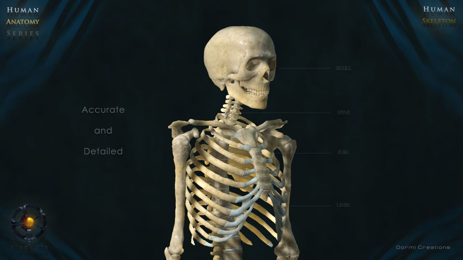 3d Human Skeleton Bone Rigged