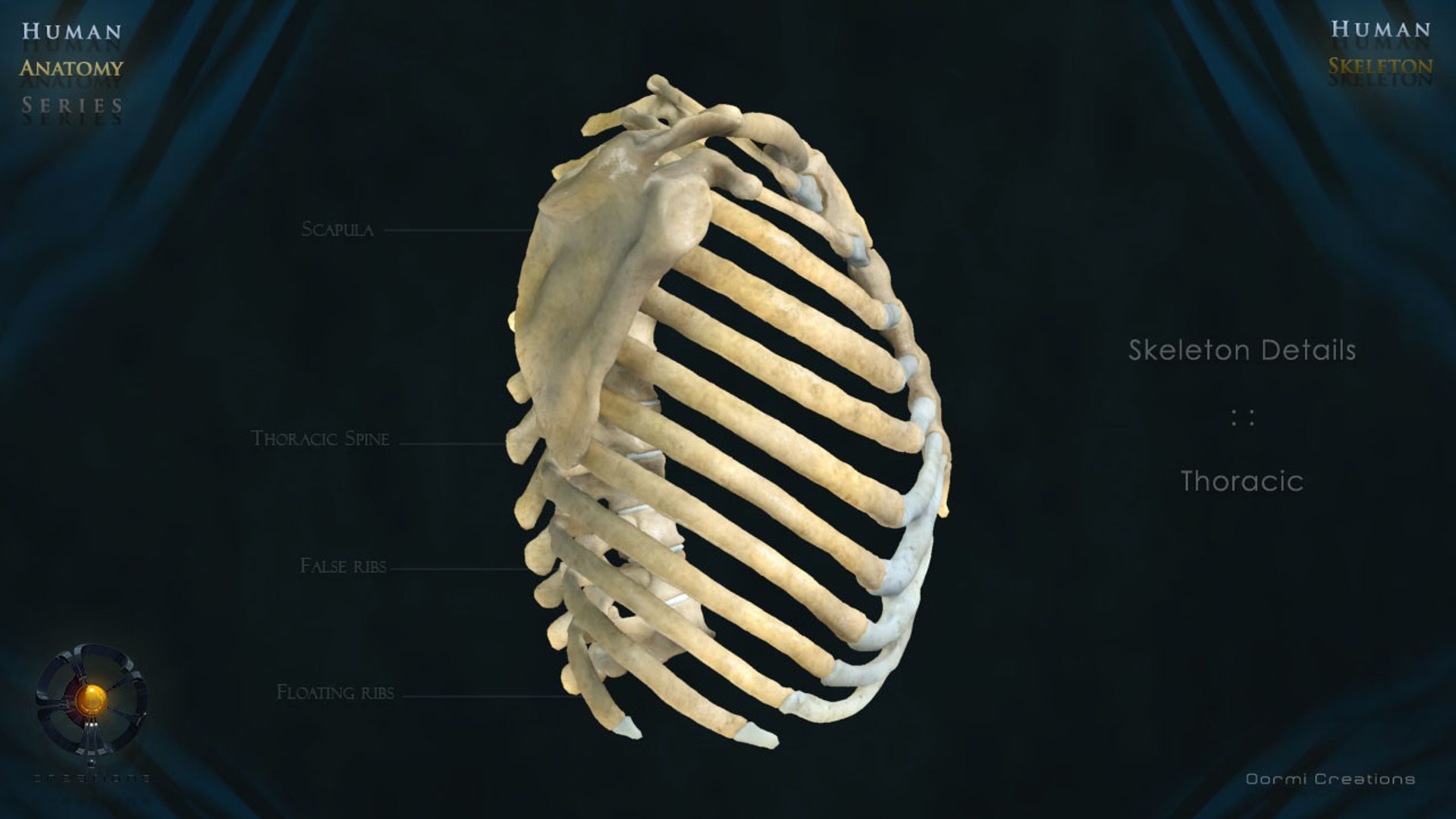 3d Human Skeleton Bone Rigged