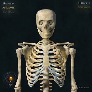 Human Skeleton (Rigged)