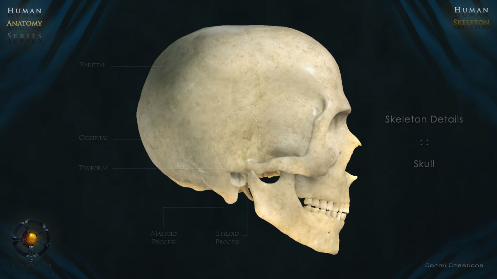 3d human skeleton bone rigged https://p.turbosquid.com/ts-thumb/dF/Ivo7We/MsXexOT3/oormiskeletonv212/jpg/1356666972/1920x1080/fit_q87/36b835c72bbe9289c4431eb714731af2ba8abb71/oormiskeletonv212.jpg