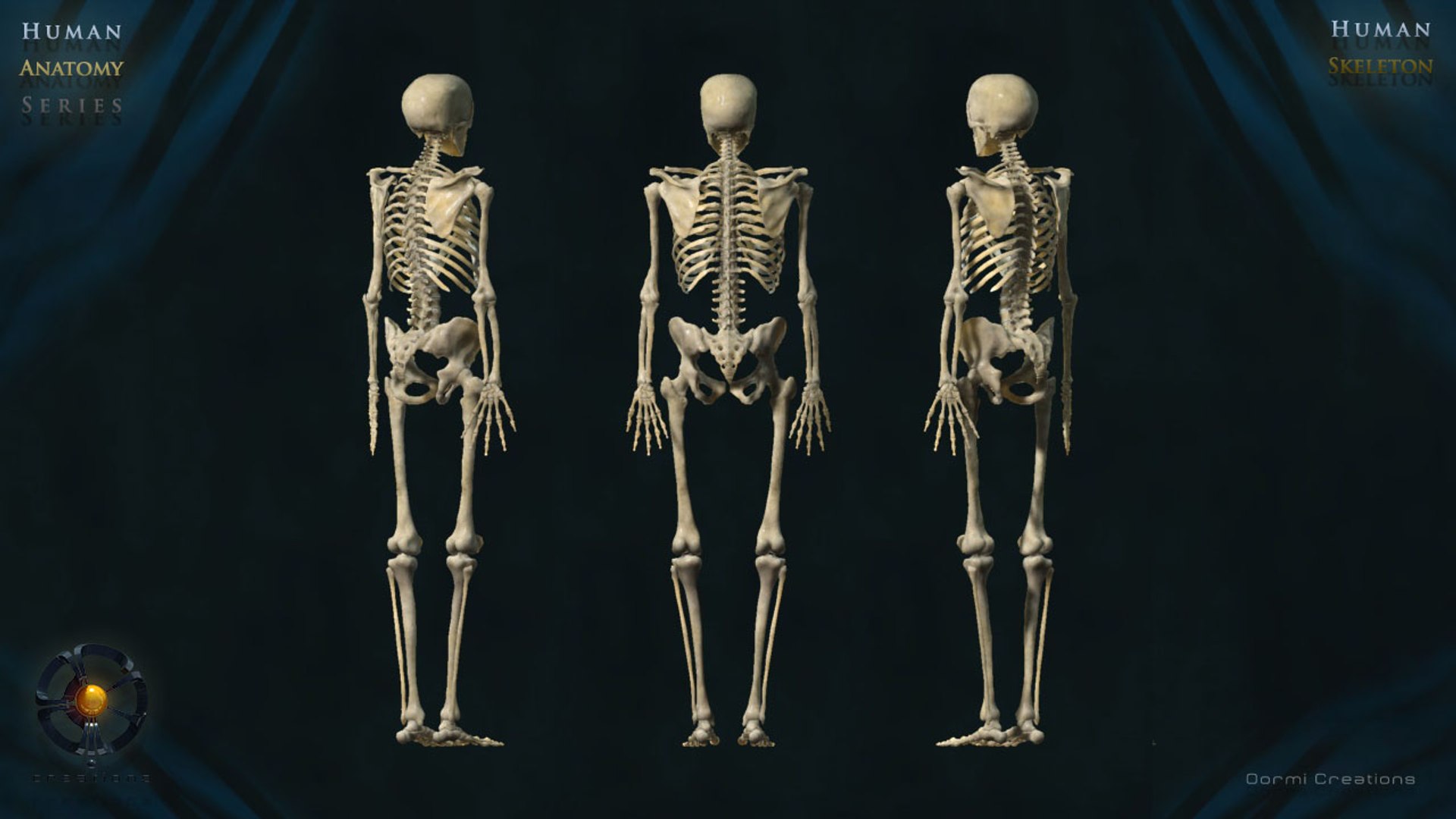 3d Human Skeleton Bone Rigged