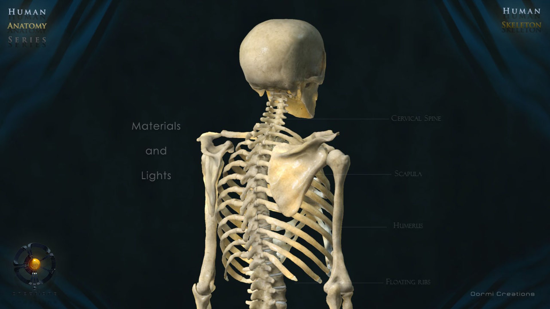 3d Human Skeleton Bone Rigged
