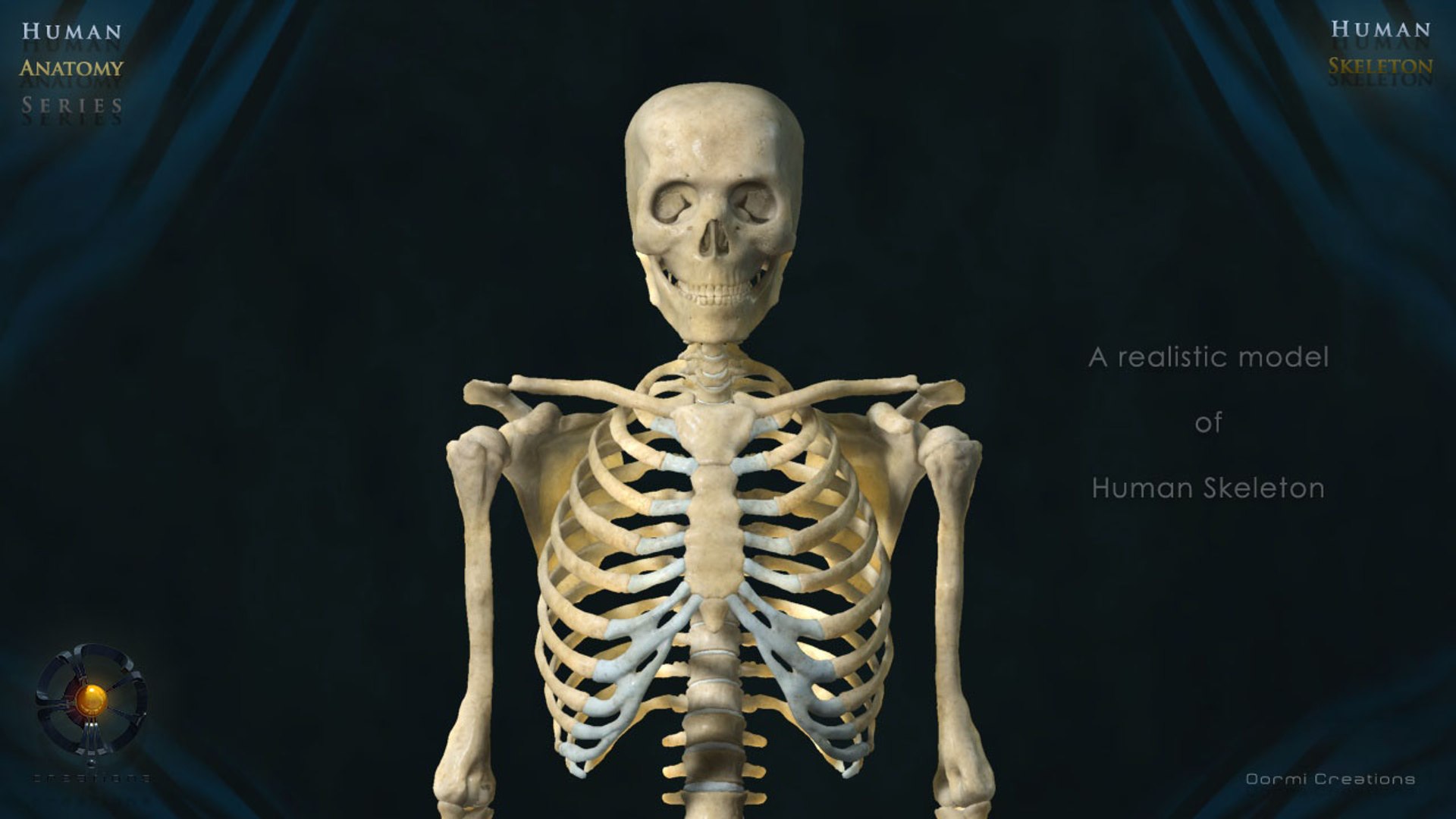 3d human skeleton bone rigged https://p.turbosquid.com/ts-thumb/dF/Ivo7We/agzGIl9V/oormiskeletonv201/jpg/1356666760/1920x1080/fit_q87/f1a8c283f721c6535c352aa73ca1a66fd9015f5d/oormiskeletonv201.jpg