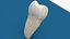molar tooth 3D model
