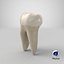 molar tooth 3D model