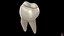 molar tooth 3D model