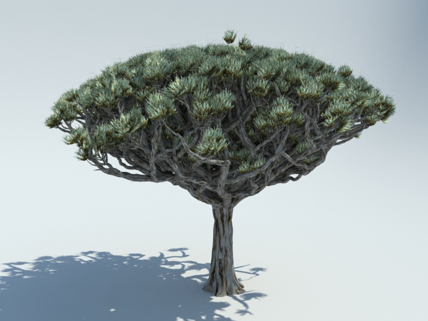 3D socotra dragon blood https://p.turbosquid.com/ts-thumb/dF/cztShE/H0GT1a2E/3/jpg/1542147327/1920x1080/fit_q87/fe365e9668209c49d80c5cc238521755a5e225ee/3.jpg
