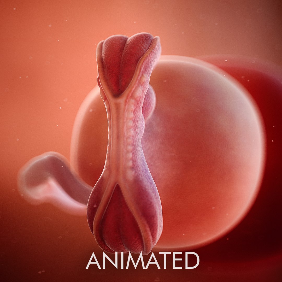 3D week 5 model https://p.turbosquid.com/ts-thumb/dF/gycGXp/EWTj70E1/fetus_week5_cover/jpg/1536262965/1920x1080/fit_q87/0cc89954b685caad62b977fbc4580f141d20f52c/fetus_week5_cover.jpg