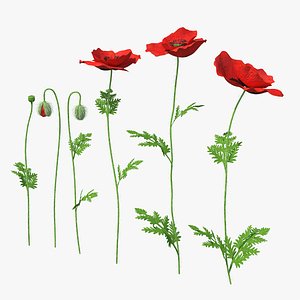 3D stages poppy flower growth model