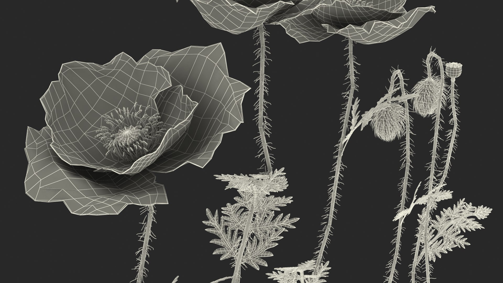 3D Stages Poppy Flower Growth Model TurboSquid 1580997