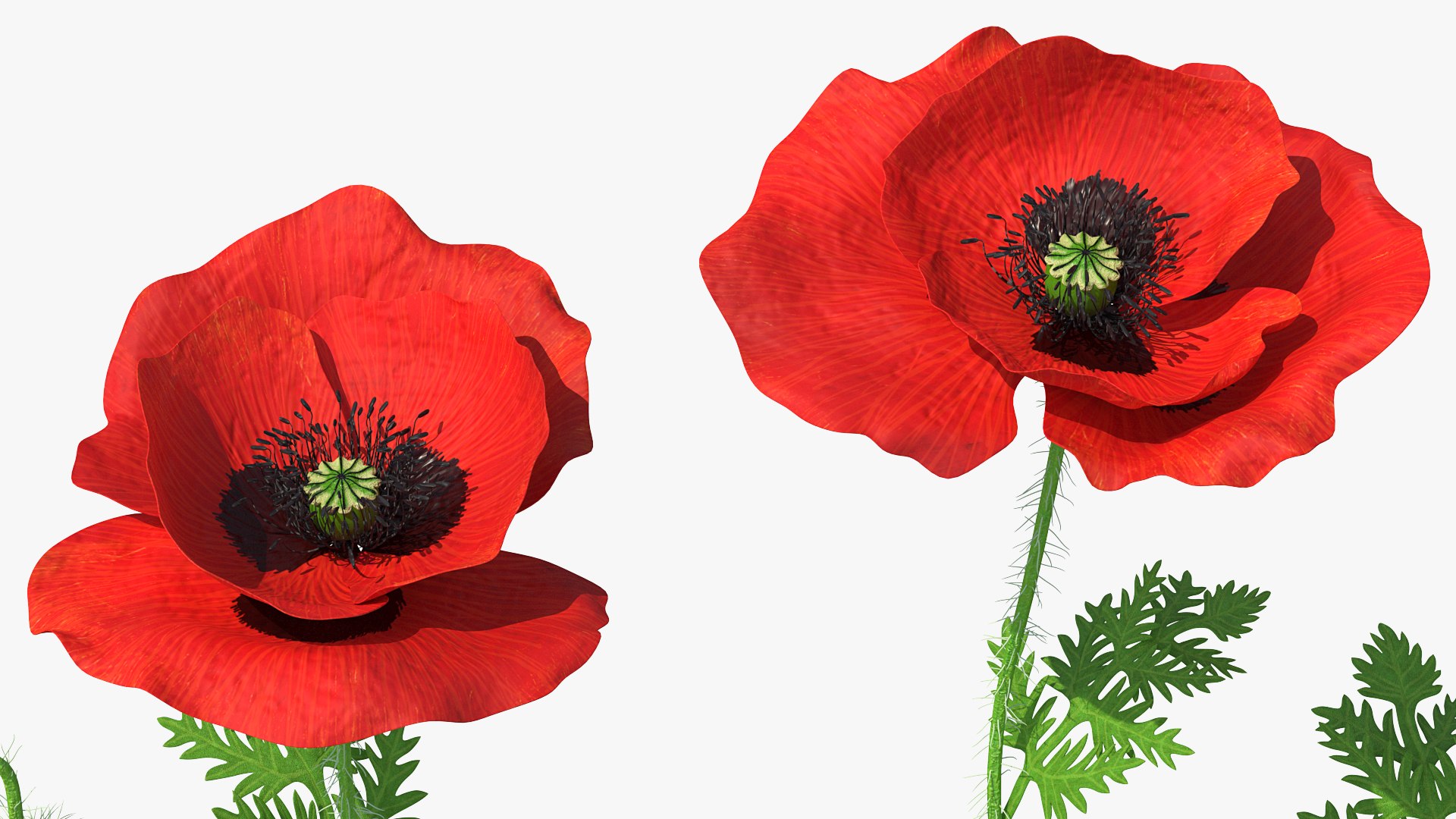 3D stages poppy flower growth model https://p.turbosquid.com/ts-thumb/dF/wnlk9Q/I9iaAvM8/stagesofpoppyflowergrowthmb3dmodel007/jpg/1592950214/1920x1080/fit_q87/b543e8749c262806165bda16a98feb0f4fe6221f/stagesofpoppyflowergrowthmb3dmodel007.jpg