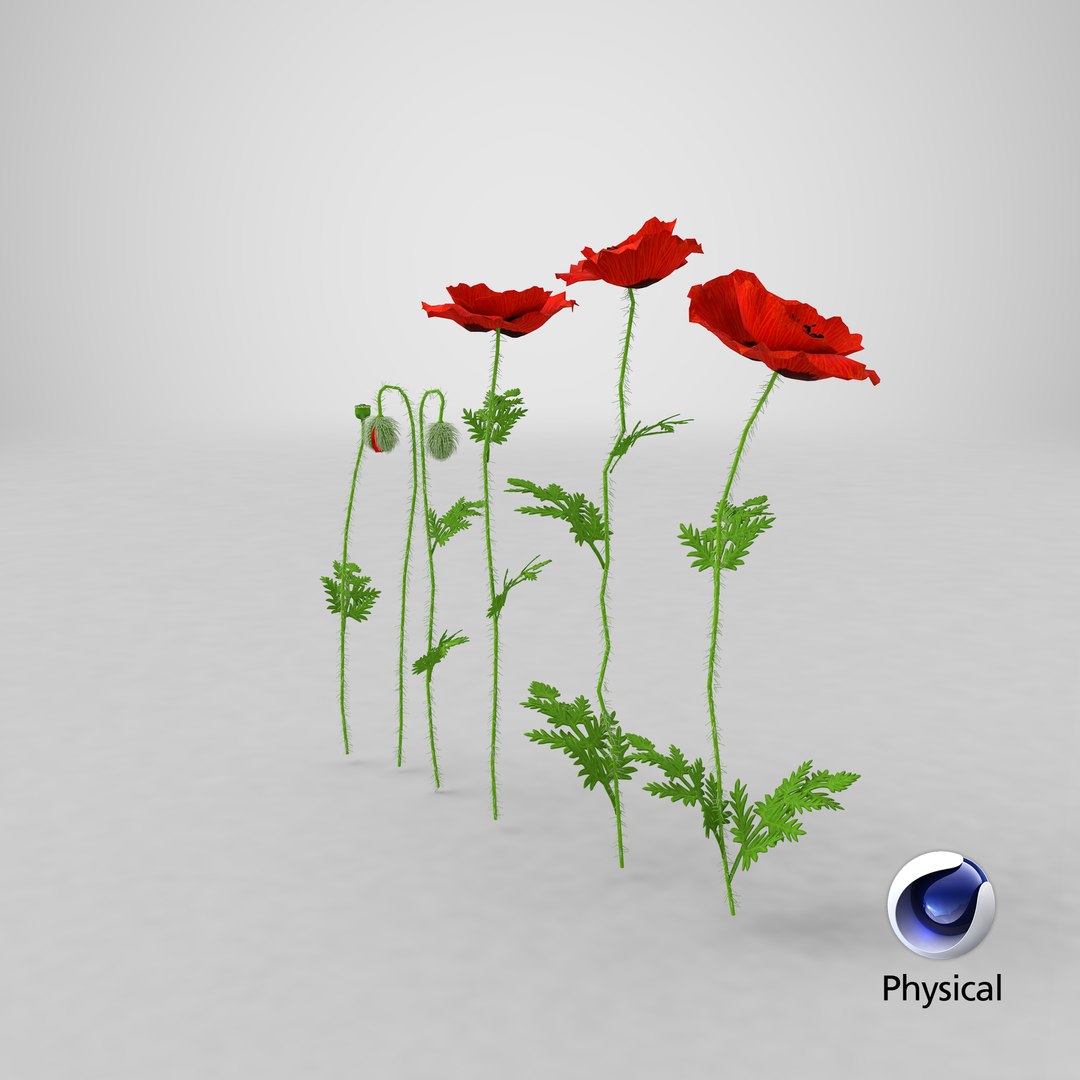 3D stages poppy flower growth model https://p.turbosquid.com/ts-thumb/dF/wnlk9Q/UApK9rFS/stemcell_cinema_4d_physical_render/png/1596606512/1920x1080/fit_q87/e71b2a2d9b93d8c13e8adcef2e5f571ac4186eeb/stemcell_cinema_4d_physical_render.jpg