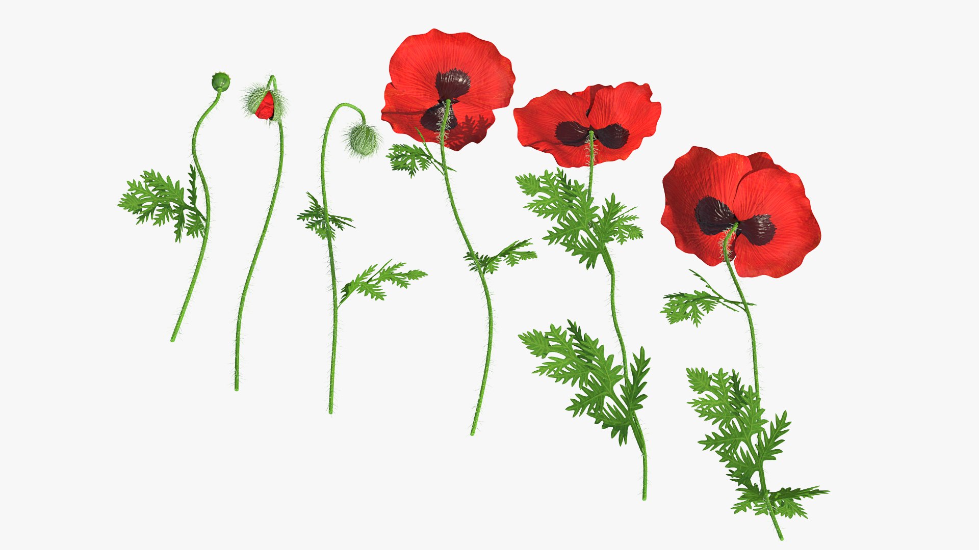3D stages poppy flower growth model https://p.turbosquid.com/ts-thumb/dF/wnlk9Q/kyhIvYEM/stagesofpoppyflowergrowthmb3dmodel011/jpg/1592950244/1920x1080/fit_q87/e1400fe82333afb8afacae0a099209259714717a/stagesofpoppyflowergrowthmb3dmodel011.jpg