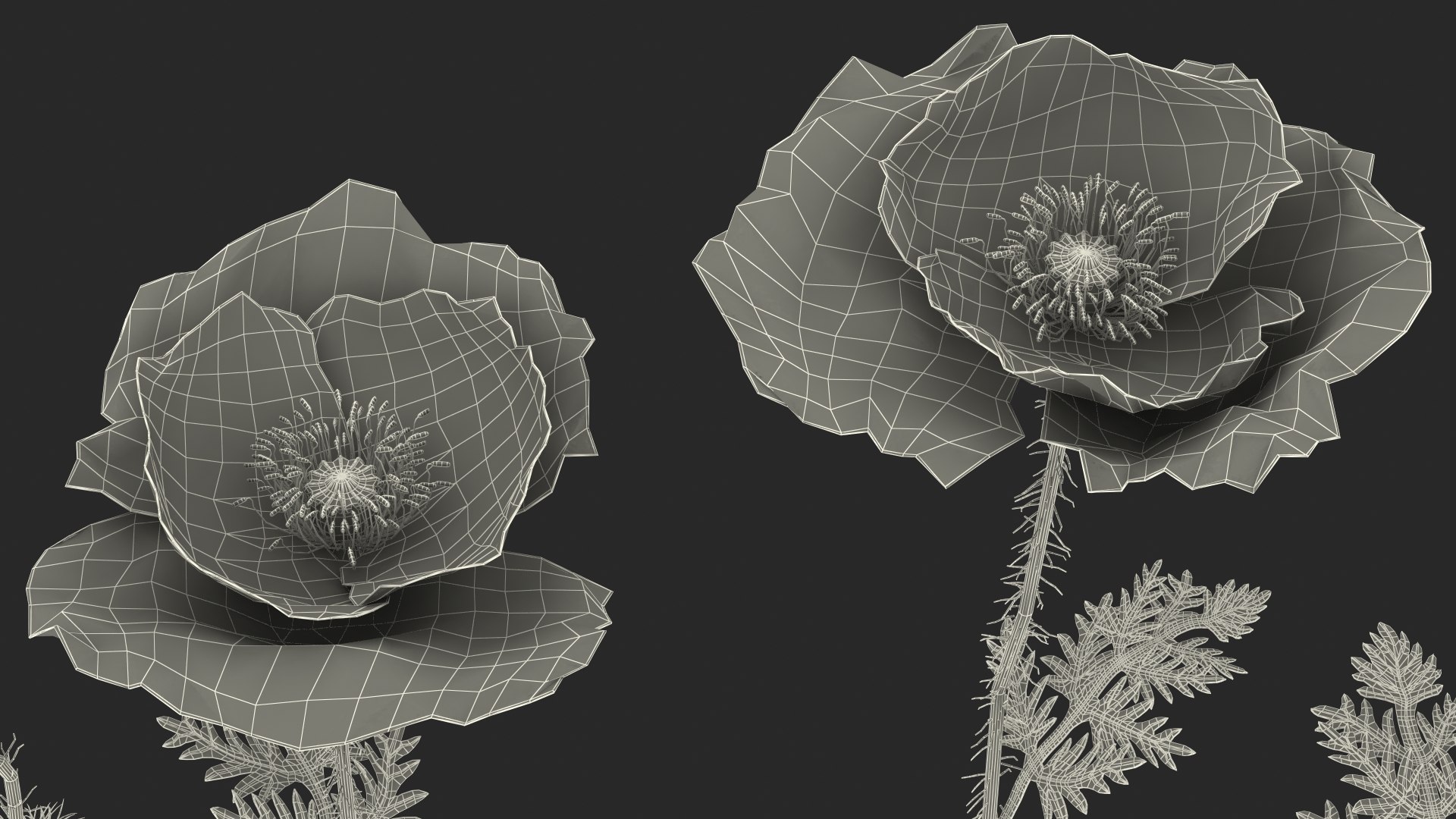 3D Stages Poppy Flower Growth Model TurboSquid 1580997