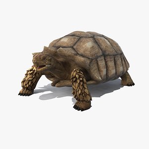 max realistic turtle african spurred