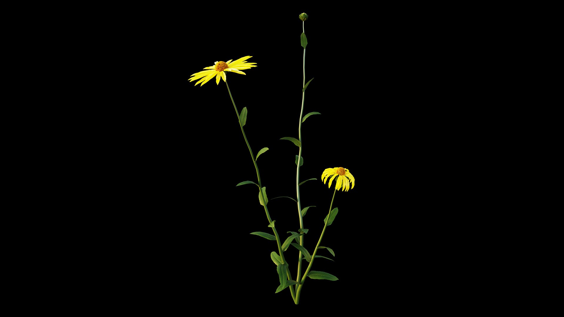 Gaillardia aristata 3D model https://p.turbosquid.com/ts-thumb/dG/YKpa5x/4z/gaillardiaaristata14/jpg/1646297306/1920x1080/fit_q87/86d8c9881a373146835d54d4bcaec0bc079ba976/gaillardiaaristata14.jpg