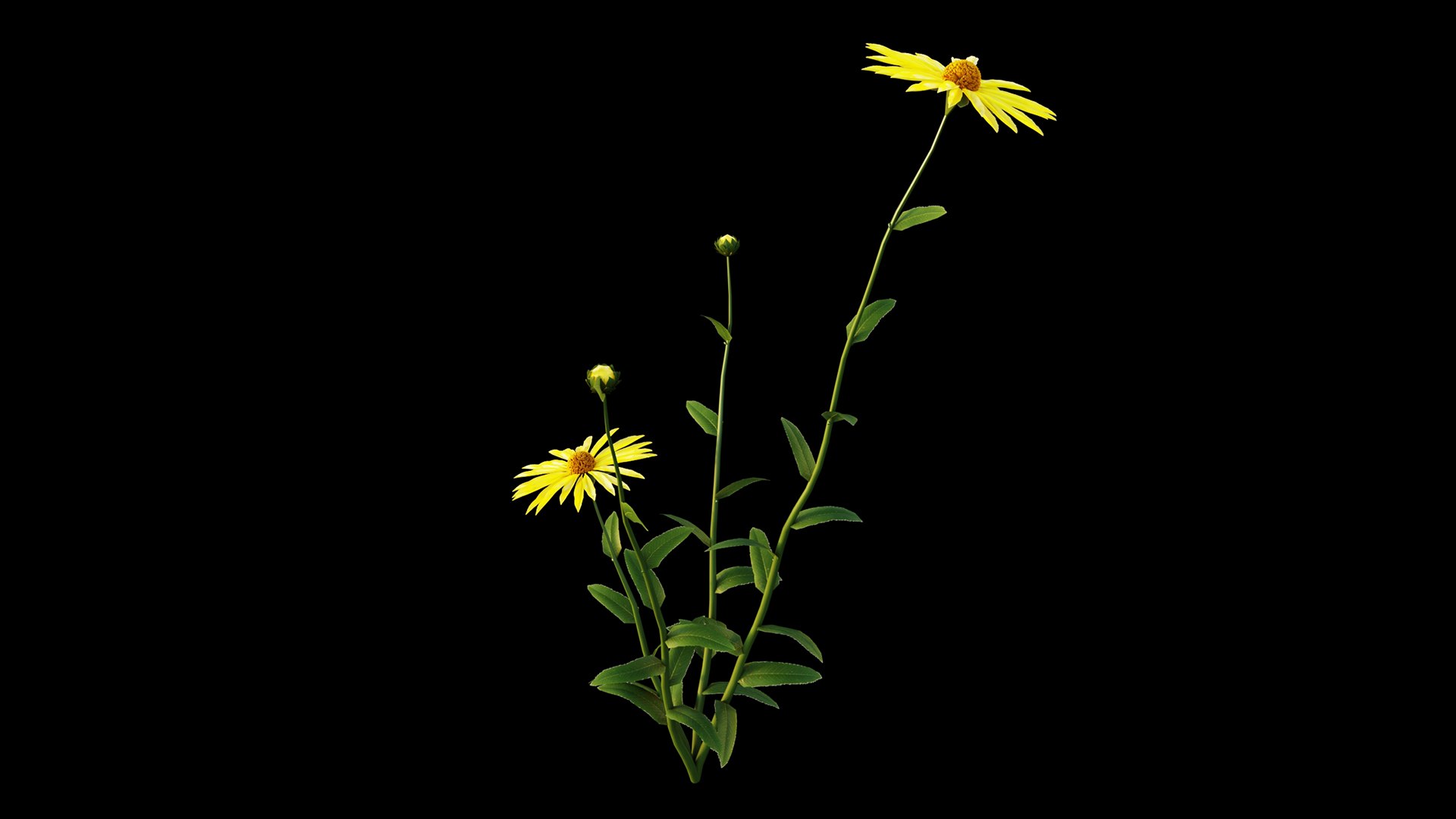 Gaillardia aristata 3D model https://p.turbosquid.com/ts-thumb/dG/YKpa5x/Ig/gaillardiaaristata11/jpg/1646297156/1920x1080/fit_q87/b34e894cba3a2b51144510a43424eddb38a05b77/gaillardiaaristata11.jpg