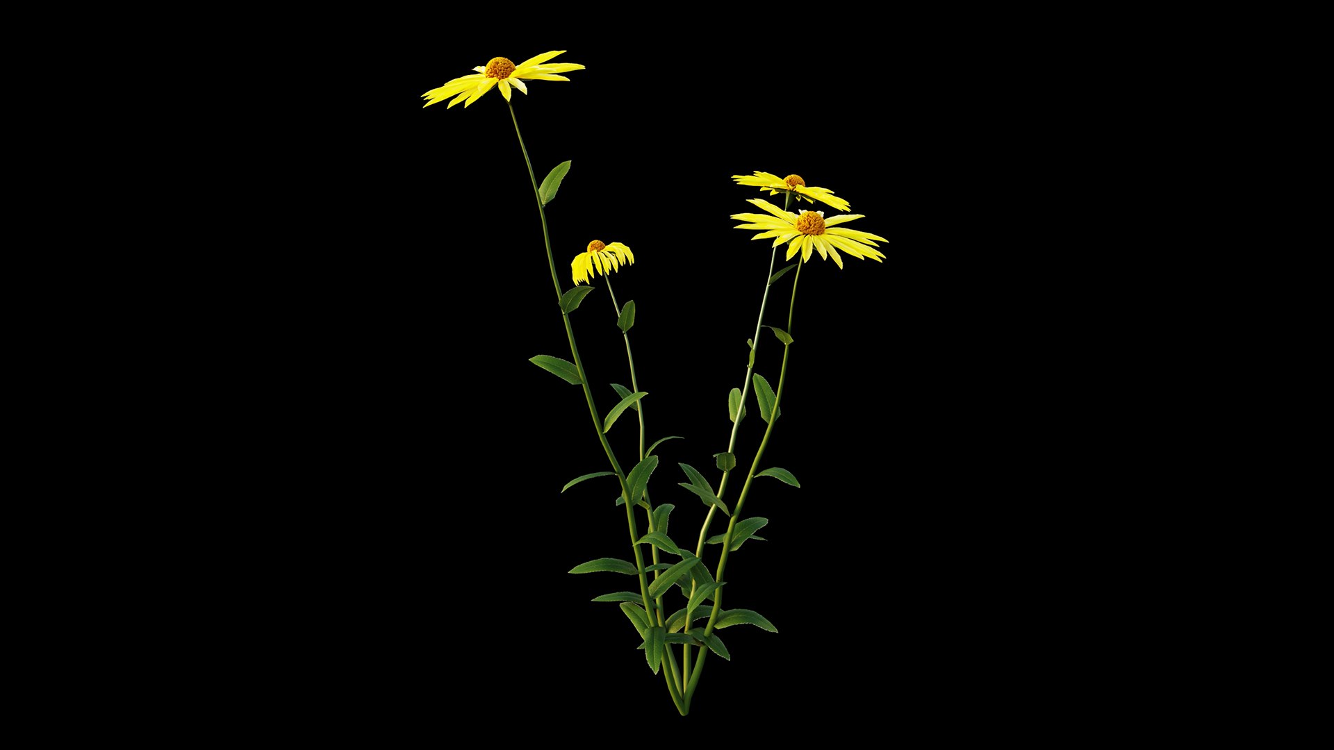 Gaillardia aristata 3D model https://p.turbosquid.com/ts-thumb/dG/YKpa5x/WD/gaillardiaaristata12/jpg/1646297307/1920x1080/fit_q87/eb02f111f34d68d2f9fc07a2b17dab93b5b3598f/gaillardiaaristata12.jpg
