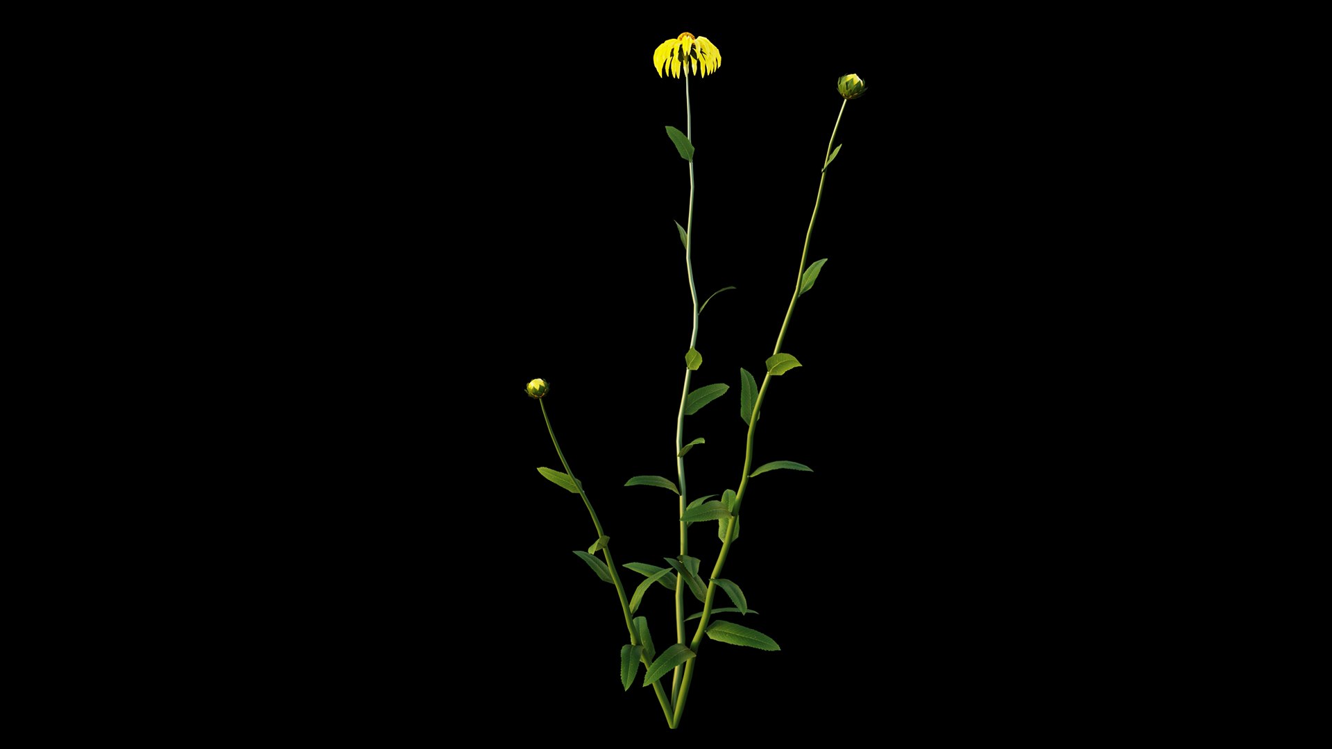 Gaillardia aristata 3D model https://p.turbosquid.com/ts-thumb/dG/YKpa5x/hf/gaillardiaaristata13/jpg/1646297306/1920x1080/fit_q87/64f9f5260b566f18be2e5333a2423ae6e242732f/gaillardiaaristata13.jpg
