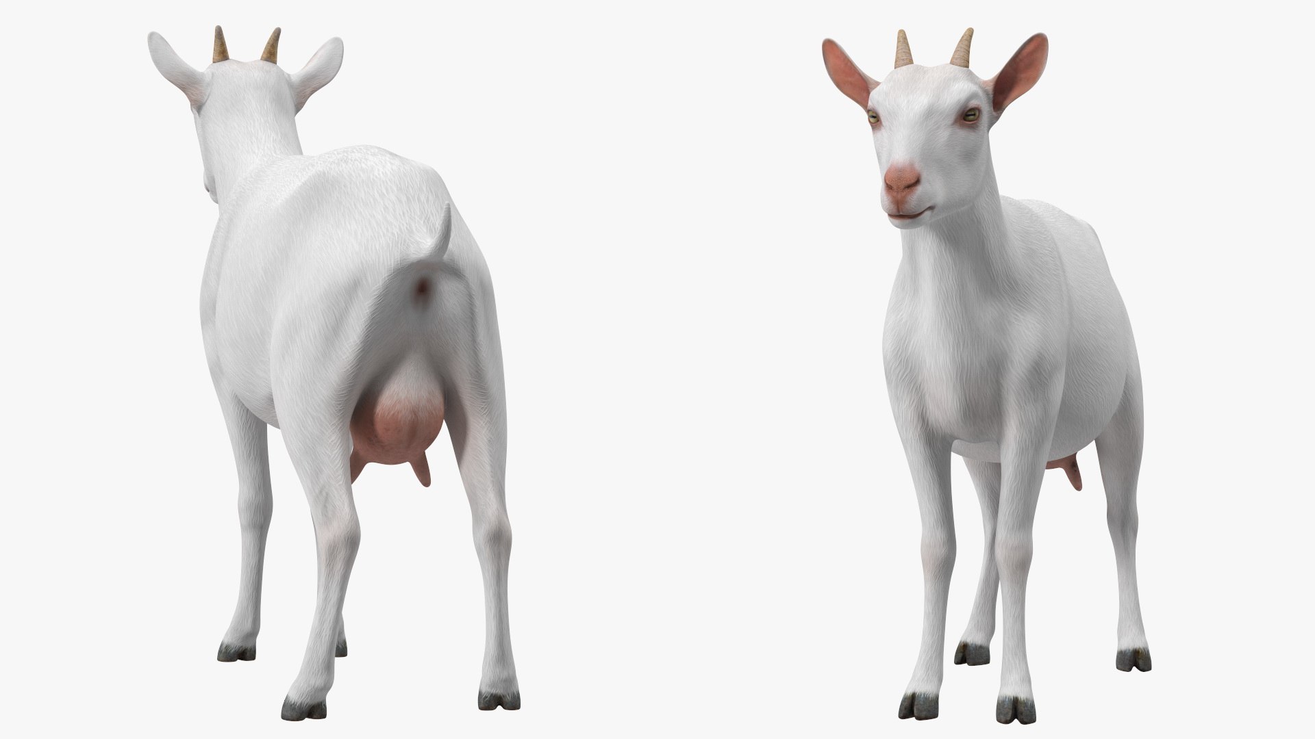 Goat Saanen Breed Rigged for Maya 3D model https://p.turbosquid.com/ts-thumb/dG/hp0I5T/2L/goatsaanenbreedriggedformayavray3dmodel012/jpg/1672370619/1920x1080/fit_q87/ad4da55b508885d544b0217bc6c90668435f7e38/goatsaanenbreedriggedformayavray3dmodel012.jpg