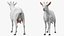 Goat Saanen Breed Rigged for Maya