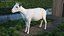 Goat Saanen Breed Rigged for Maya