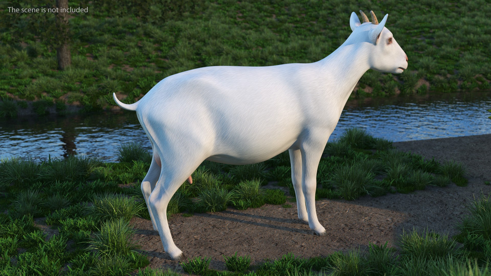 Goat Saanen Breed Rigged for Maya 3D model https://p.turbosquid.com/ts-thumb/dG/hp0I5T/U5/goatsaanenbreedriggedformayavray3dmodel006/jpg/1672370600/1920x1080/fit_q87/cdf3e1015bbf18a8b9d0f22c7afa2edbe47ce996/goatsaanenbreedriggedformayavray3dmodel006.jpg