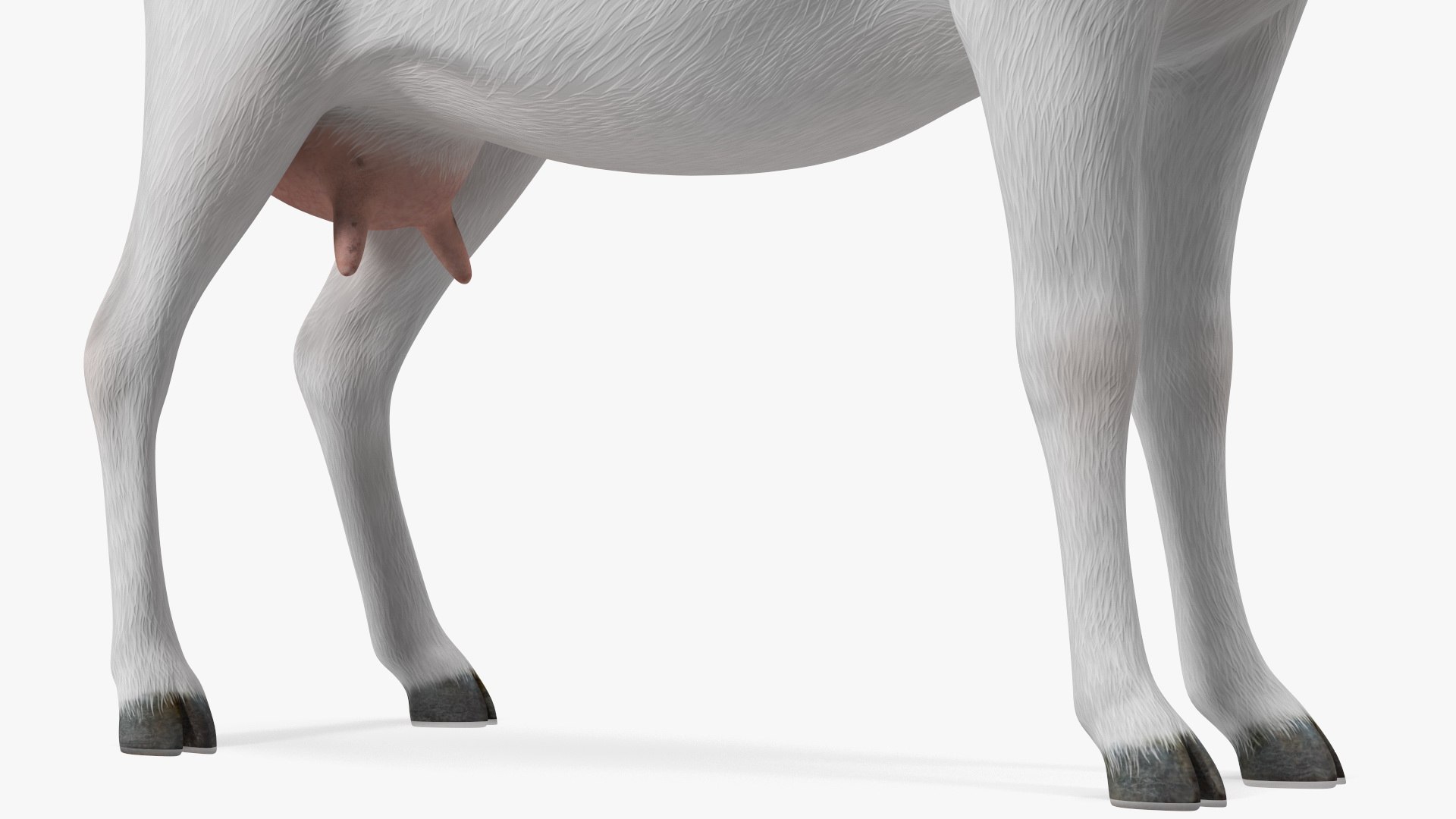 Goat Saanen Breed Rigged for Maya 3D model https://p.turbosquid.com/ts-thumb/dG/hp0I5T/nR/goatsaanenbreedriggedformayavray3dmodel016/jpg/1672370631/1920x1080/fit_q87/ed316759443c61d407998095c67b6220d7894e21/goatsaanenbreedriggedformayavray3dmodel016.jpg