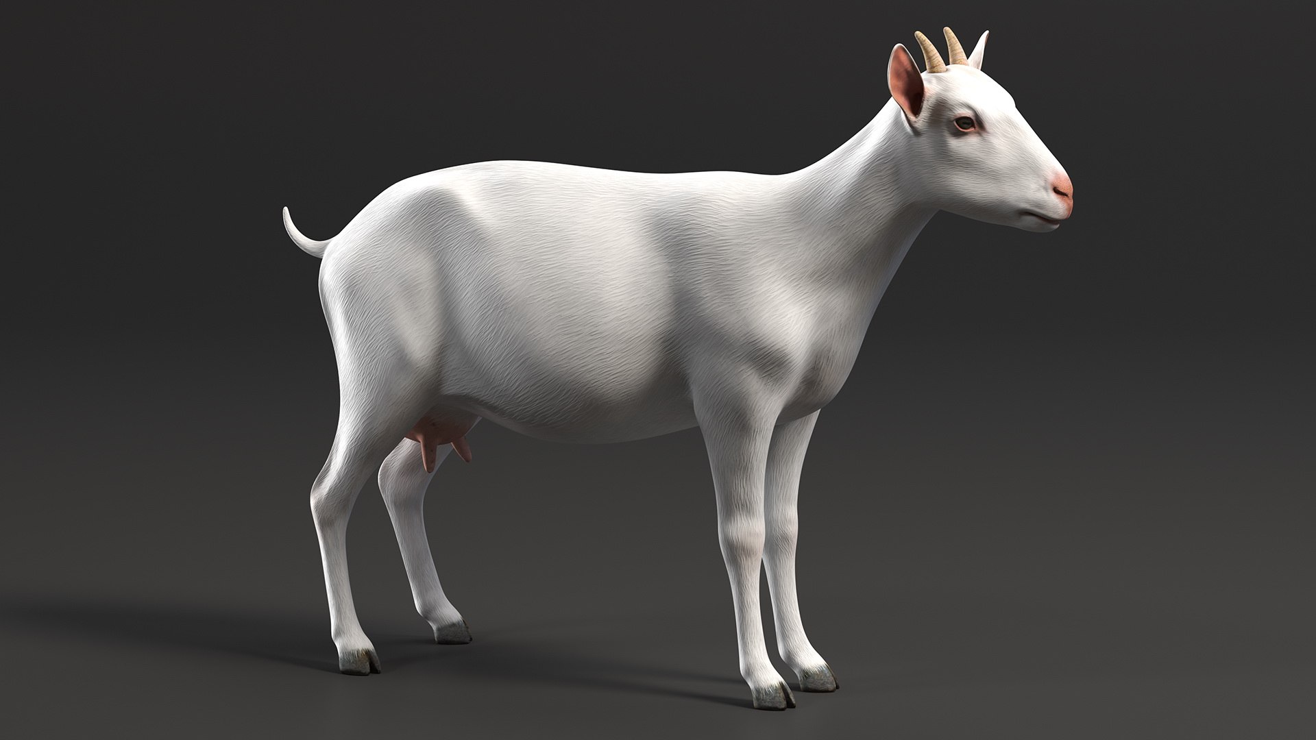 Goat Saanen Breed Rigged for Maya 3D model https://p.turbosquid.com/ts-thumb/dG/hp0I5T/rZ/goatsaanenbreedriggedformayavray3dmodel009/jpg/1672370610/1920x1080/fit_q87/859365c430525411be6c891e6b61d70a3cf2456c/goatsaanenbreedriggedformayavray3dmodel009.jpg
