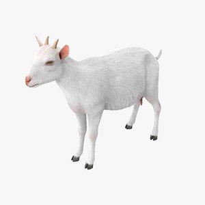 Goat Saanen Breed Rigged for Maya