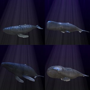 3d humpback whales