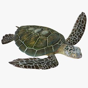 3d sea turtle pose 3