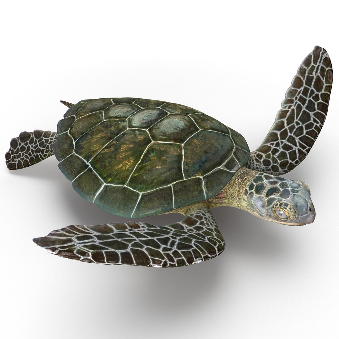 Sea Turtle Pose 3 3D model preview