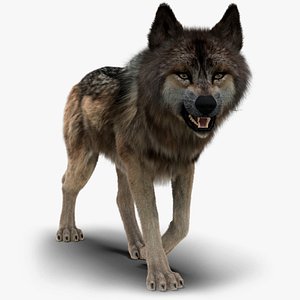 Wolf FUR Animated model