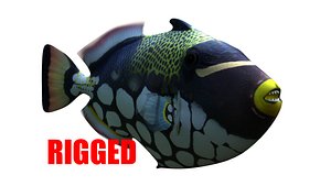 3D model clown trigger fish