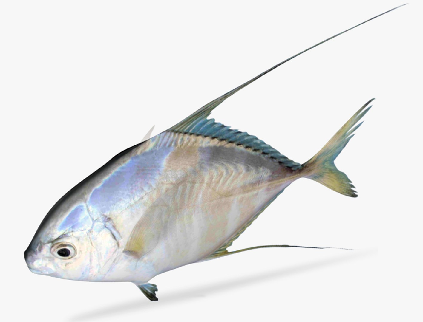 3d Model Threadfin Jack