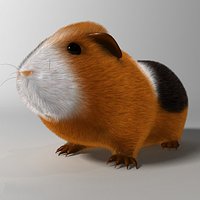 Guinea pig Cavia porcellus Rigged