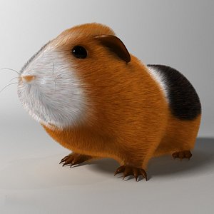 Guinea pig Cavia porcellus Rigged