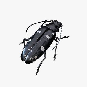 3D longhorn beetle Anoplophora glabripennis
