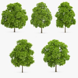 american chestnut trees 3d model